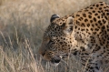 M leopard